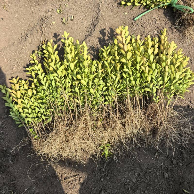 朝鲜黄杨大苗小苗