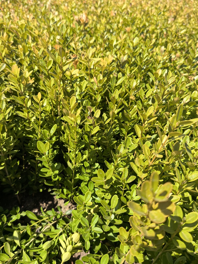 朝鲜黄杨大苗小苗