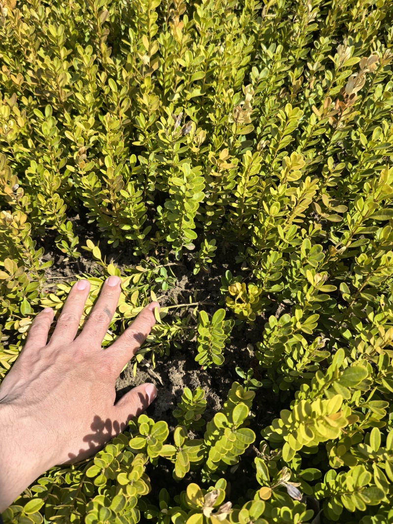 朝鲜黄杨大苗小苗