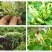 品质金银花茶金银花茶基地批发直供山银花茶散装