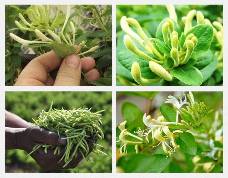 品质金银花茶金银花茶基地批发直供山银花茶散装