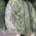 精品扁豆，口感丰富，营养健康，价格美丽欢迎咨询订购