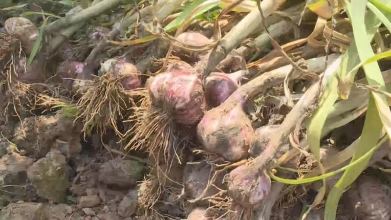 大蒜紫皮蒜河北大蒜产地海量货源价格便宜供应电商网商渠道