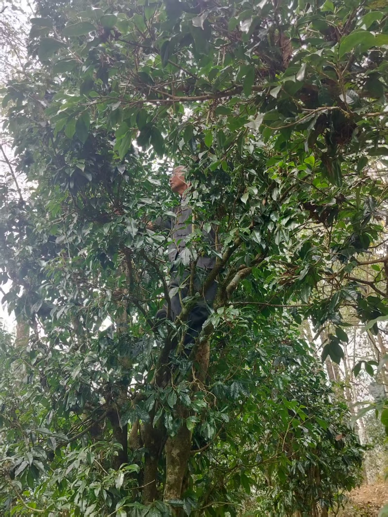 野生红茶（孔明茶），高山大树春条散装，农户自产。
