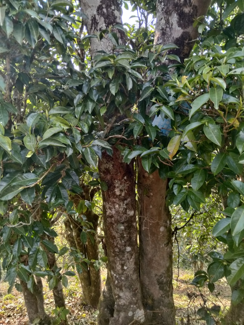 野生红茶（孔明茶），高山大树春条散装，农户自产。