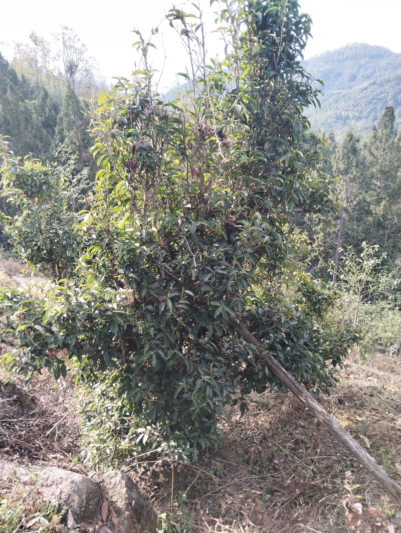 野生红茶（孔明茶），高山大树春条散装，农户自产。