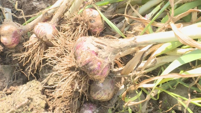 大蒜紫皮蒜河北大蒜产地海量货源价格便宜供应电商网商渠道