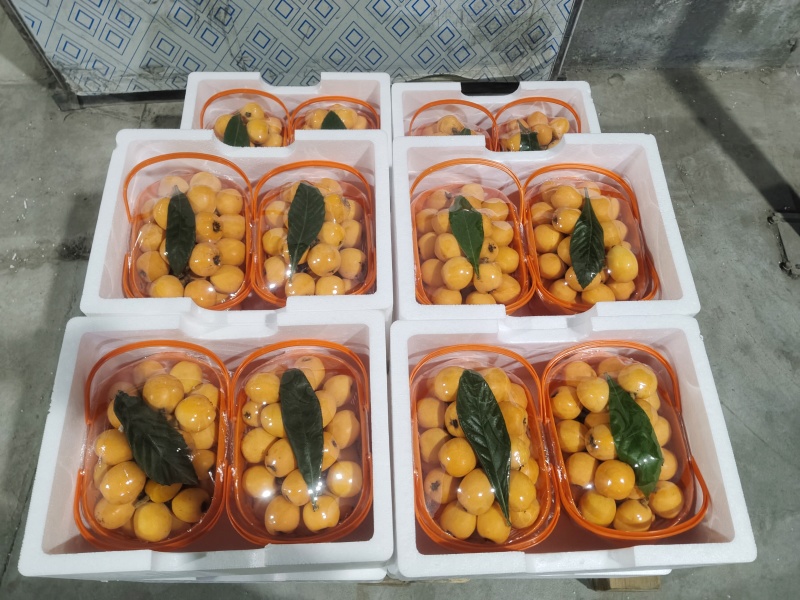 农家精品枇杷精选特大果当季新鲜水果整箱供货