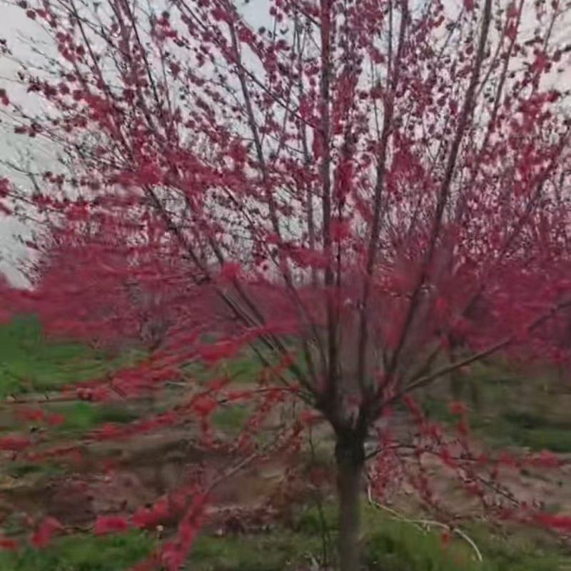 红叶碧桃