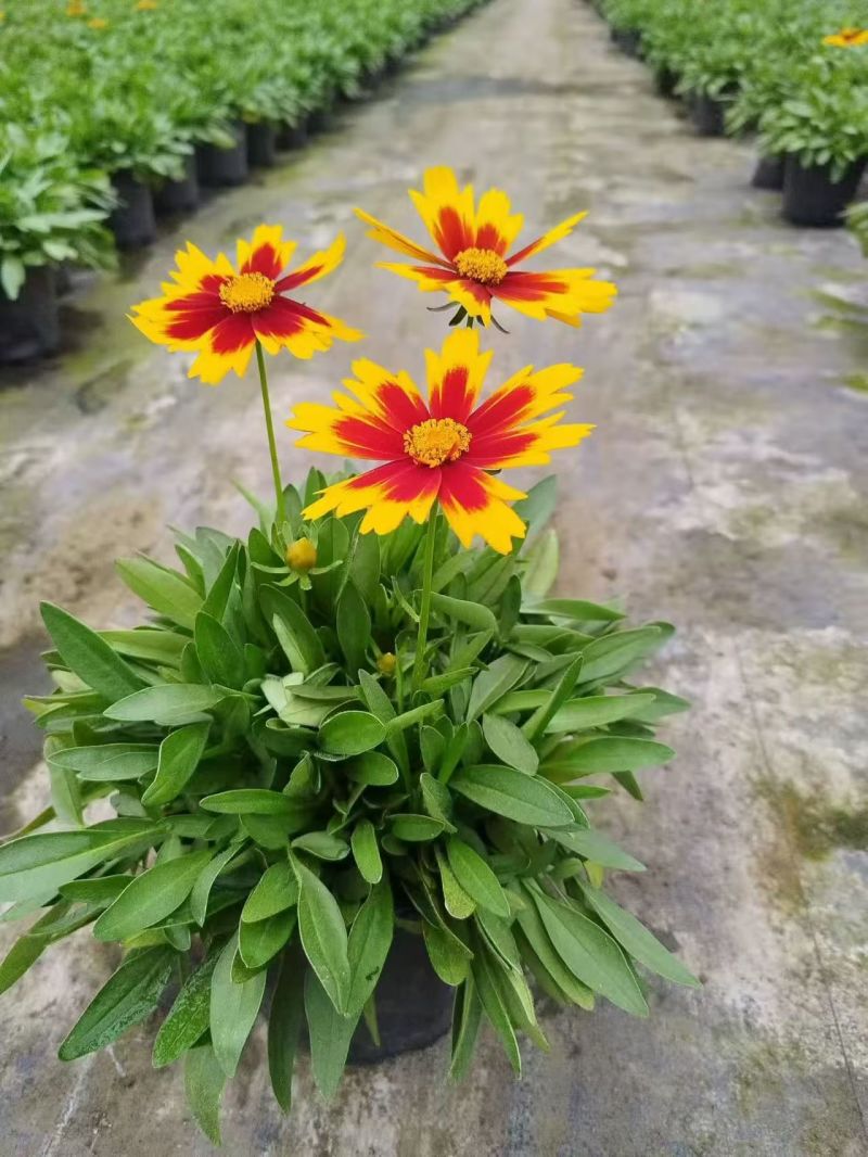 观花植物松果菊1加仑，基地有量，欢迎来一亩田订购。