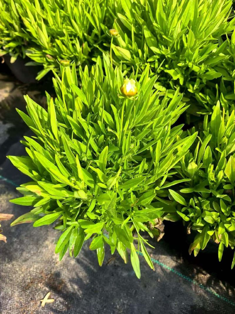 观花植物松果菊1加仑，基地有量，欢迎来一亩田订购。