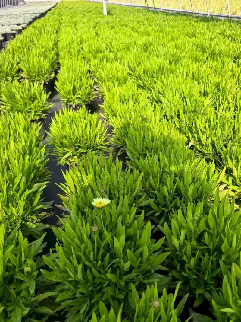观花植物松果菊1加仑，基地有量，欢迎来一亩田订购。