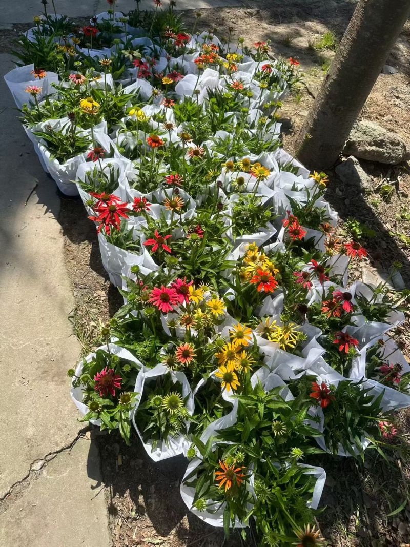 观花植物松果菊1加仑，基地有量，欢迎来一亩田订购。