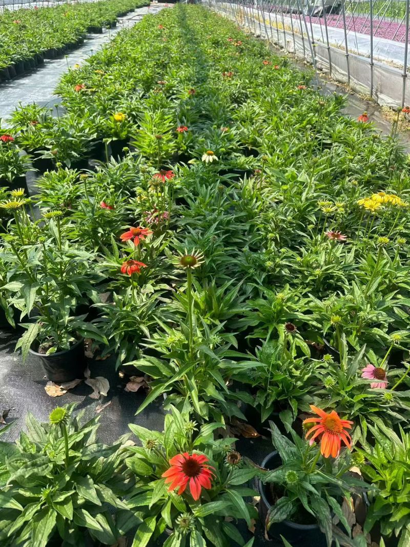 观花植物松果菊1加仑，基地有量，欢迎来一亩田订购。