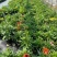 观花植物松果菊1加仑，基地有量，欢迎来一亩田订购。