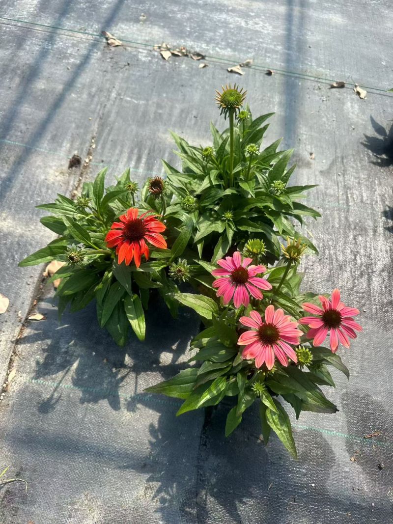 观花植物松果菊1加仑，基地有量，欢迎来一亩田订购。