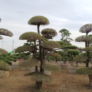 对节白蜡造型