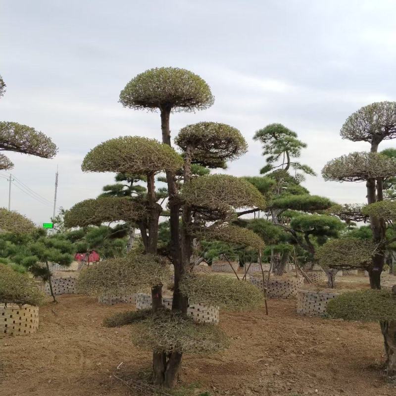对节白蜡造型