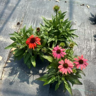 观花植物松果菊1加仑，基地有量，欢迎来一亩田订购。