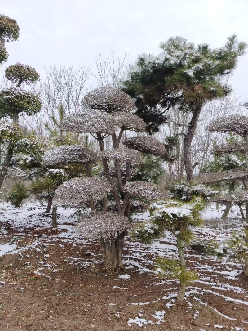 对节白蜡造型