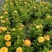 观花植物1加仑、2加仑麦杆菊、大丽花、进口五色梅。