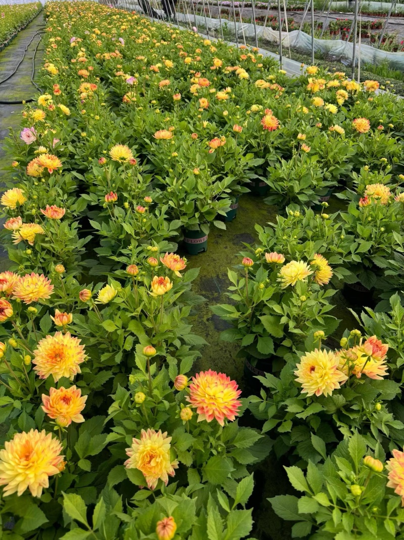 观花植物1加仑、2加仑麦杆菊、大丽花、进口五色梅。