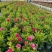 观花植物1加仑、2加仑麦杆菊、大丽花、进口五色梅。
