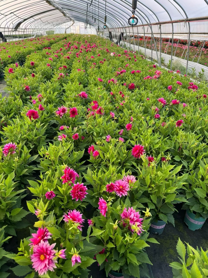 观花植物1加仑、2加仑麦杆菊、大丽花、进口五色梅。