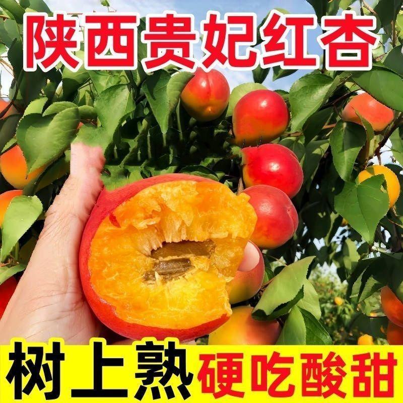 贵妃新品现摘红杏陕西杏子胭脂酸甜当季新鲜水果孕妇应季整箱