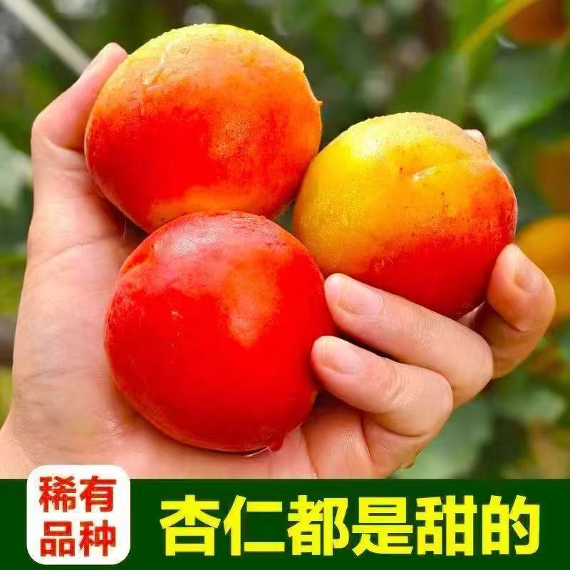 贵妃新品现摘红杏陕西杏子胭脂酸甜当季新鲜水果孕妇应季整箱