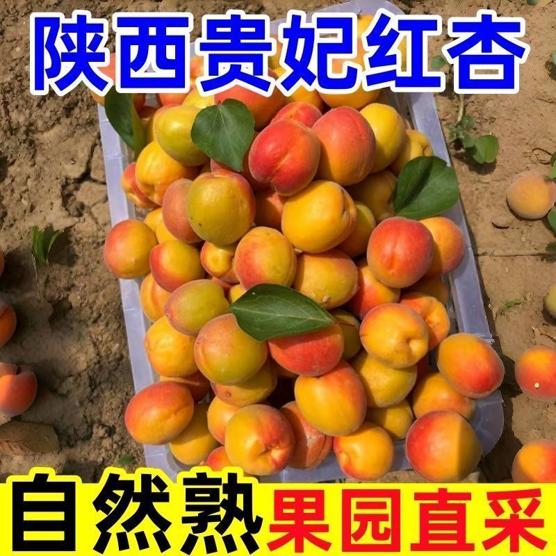 贵妃新品现摘红杏陕西杏子胭脂酸甜当季新鲜水果孕妇应季整箱
