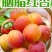 贵妃新品现摘红杏陕西杏子胭脂酸甜当季新鲜水果孕妇应季整箱