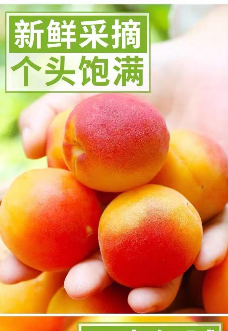 贵妃新品现摘红杏陕西杏子胭脂酸甜当季新鲜水果孕妇应季整箱