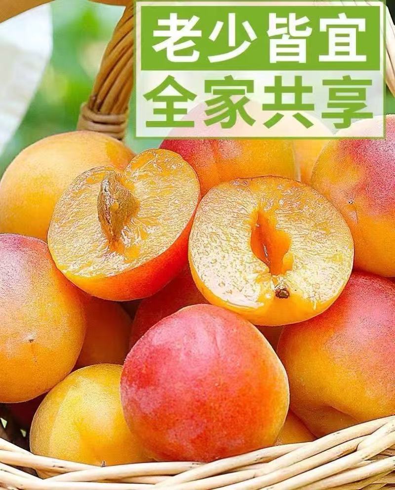 贵妃新品现摘红杏陕西杏子胭脂酸甜当季新鲜水果孕妇应季整箱