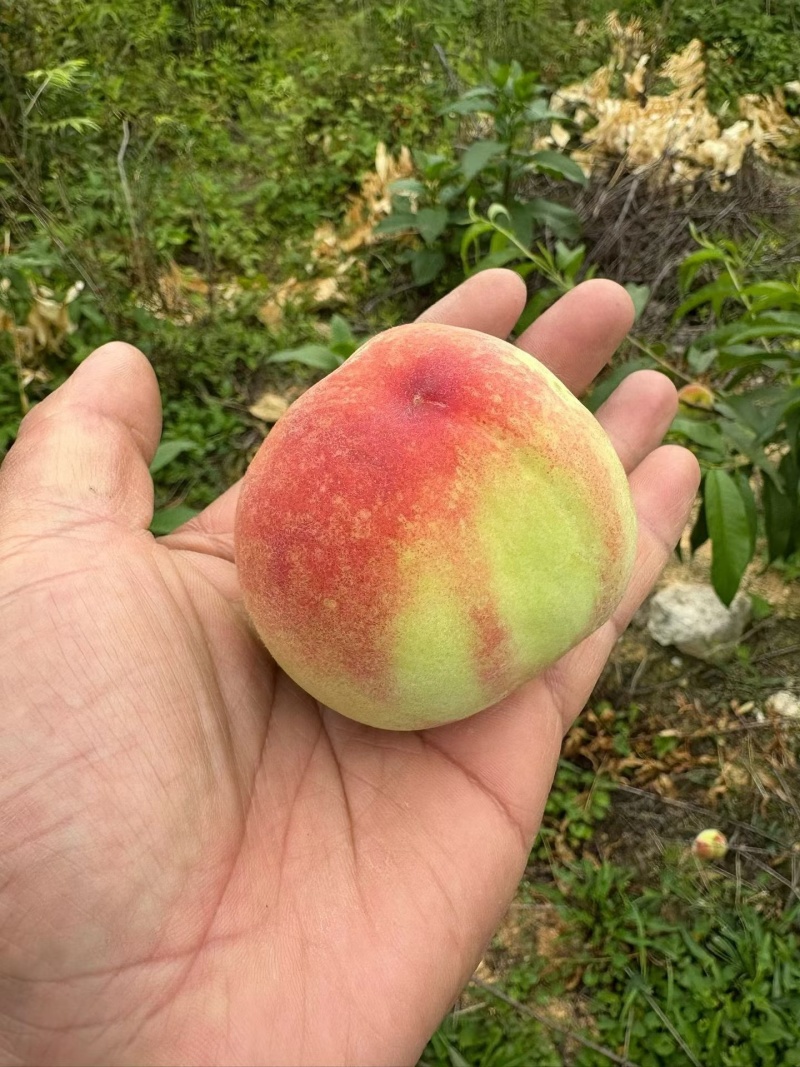 早水蜜桃脆甜可口鲜味足