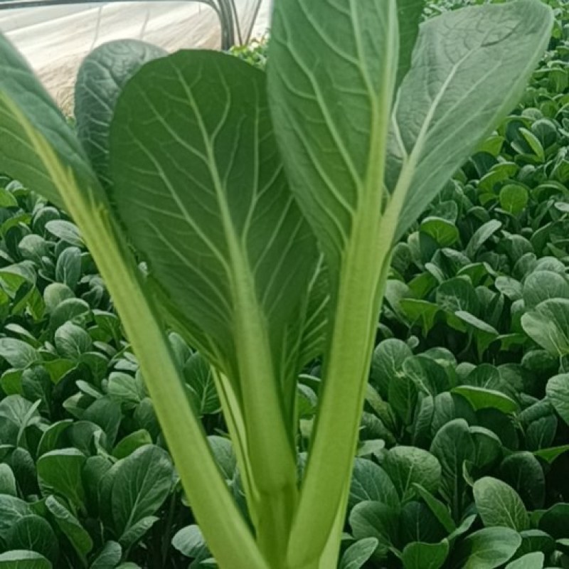 精品菜心