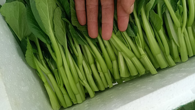 精品菜心