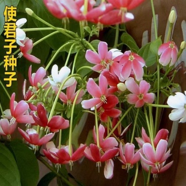 使君子种子舀求子四君子爬藤植物阳台盆栽攀爬花卉药材史君子