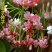 使君子种子舀求子四君子爬藤植物阳台盆栽攀爬花卉药材史君子