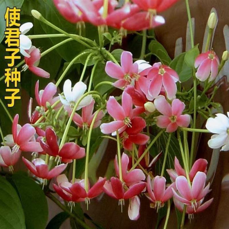 使君子种子舀求子四君子爬藤植物阳台盆栽攀爬花卉药材史君子