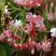 使君子种子舀求子四君子爬藤植物阳台盆栽攀爬花卉药材史君子