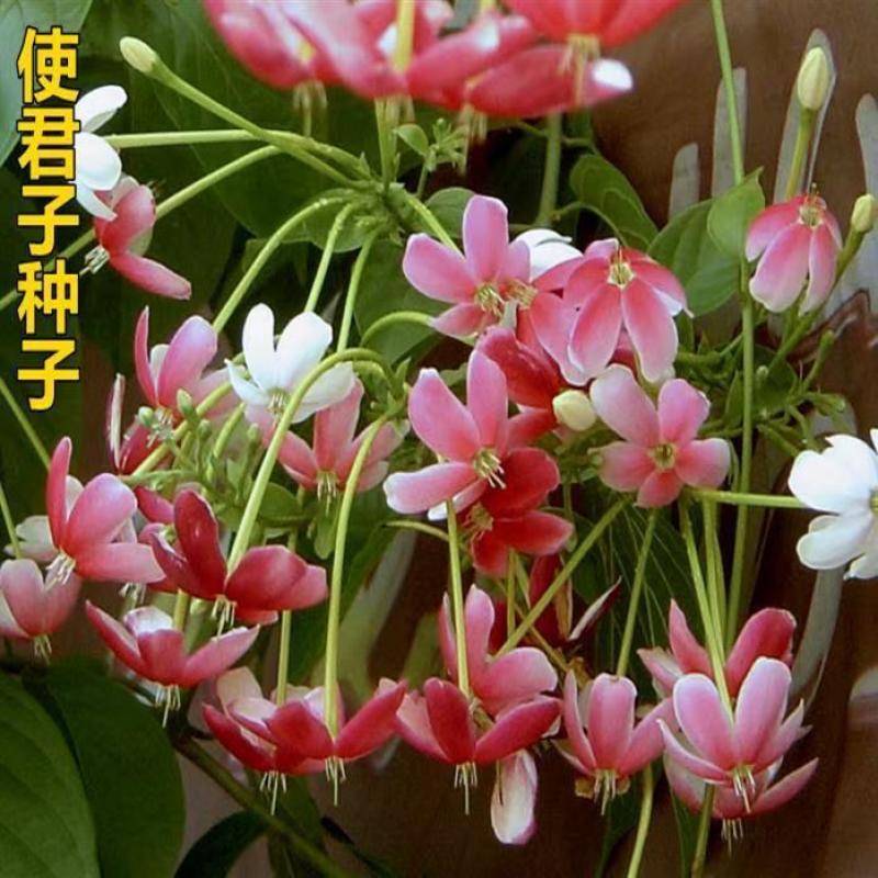使君子种子舀求子四君子爬藤植物阳台盆栽攀爬花卉药材史君子