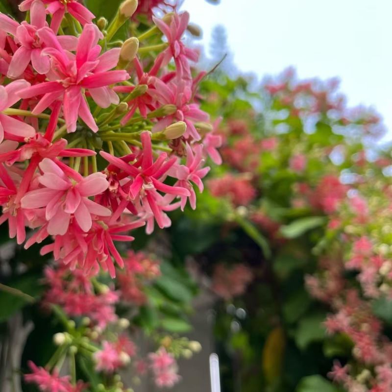 使君子种子舀求子四君子爬藤植物阳台盆栽攀爬花卉药材史君子