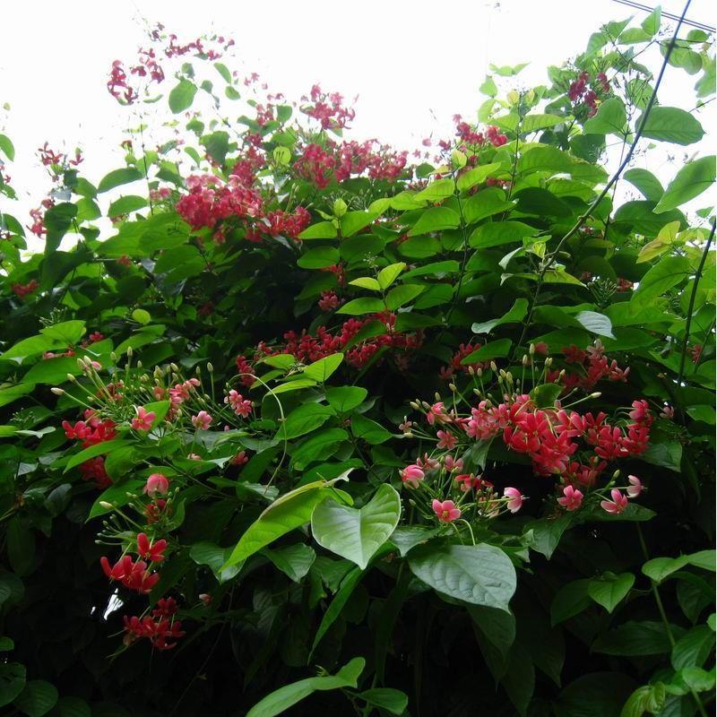 使君子种子舀求子四君子爬藤植物阳台盆栽攀爬花卉药材史君子