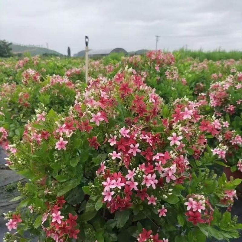 使君子种子舀求子四君子爬藤植物阳台盆栽攀爬花卉药材史君子