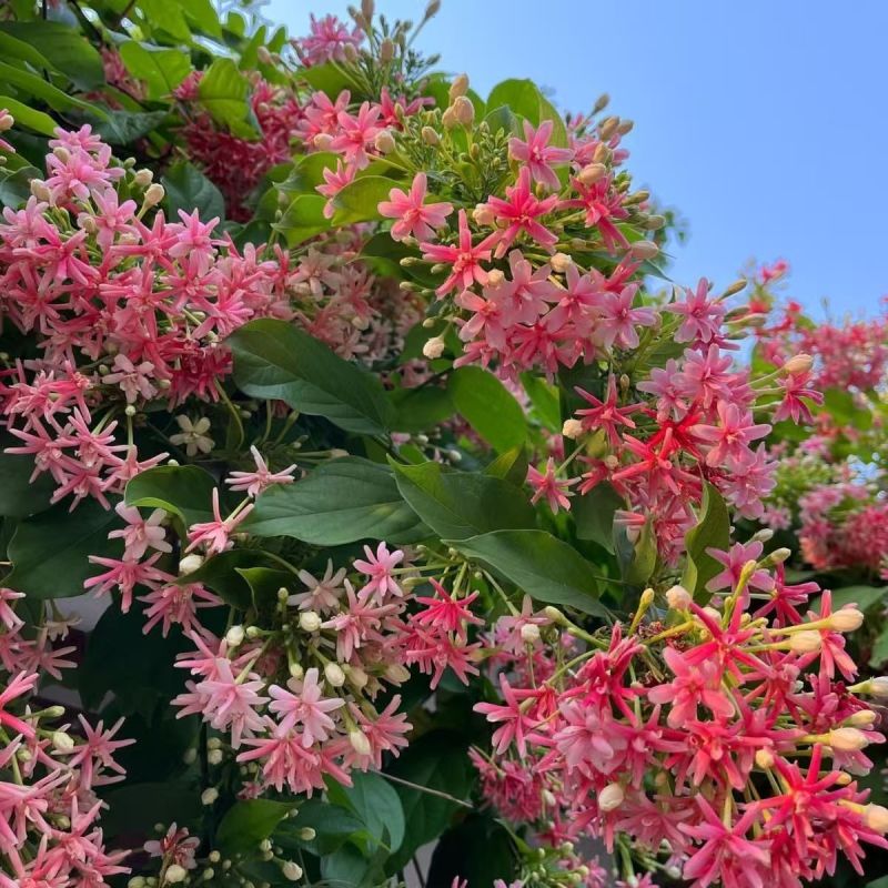使君子种子舀求子四君子爬藤植物阳台盆栽攀爬花卉药材史君子