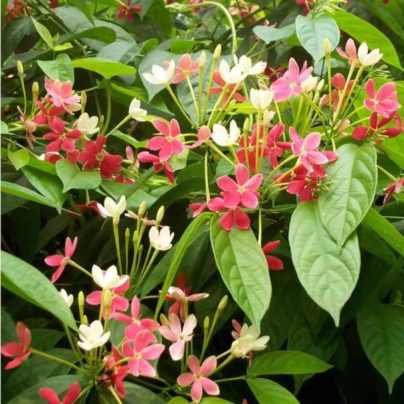 使君子种子舀求子四君子爬藤植物阳台盆栽攀爬花卉药材史君子