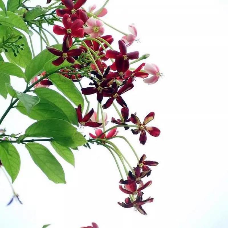 使君子种子舀求子四君子爬藤植物阳台盆栽攀爬花卉药材史君子