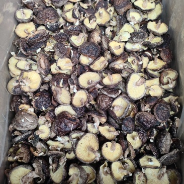 椴木烤干香菇3到6公分