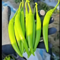 鲜杭椒
